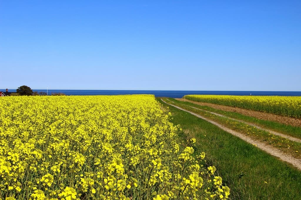 Gul rapsåker vid havet under klarblå himmel
